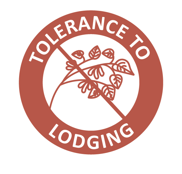 tolerance to lodging